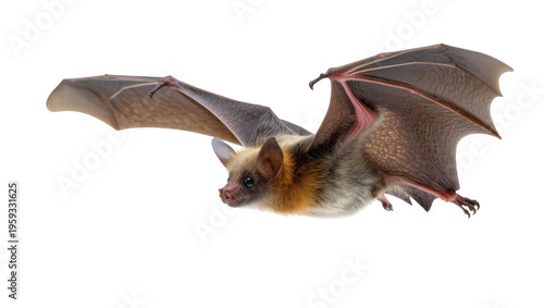 Canvas Print Flying brown and orange bat with wings spread, showcasing its nocturnal animal beauty