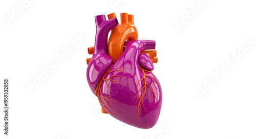 3D Rendered Model of the Human Heart Anatomy with Arteries and Veins