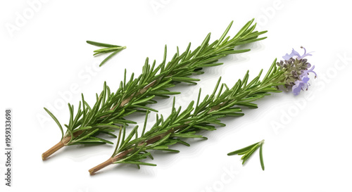 Fresh aromatic rosemary sprigs with vibrant green leaves and a delicate purple flower on a clean white background, perfect for culinary use