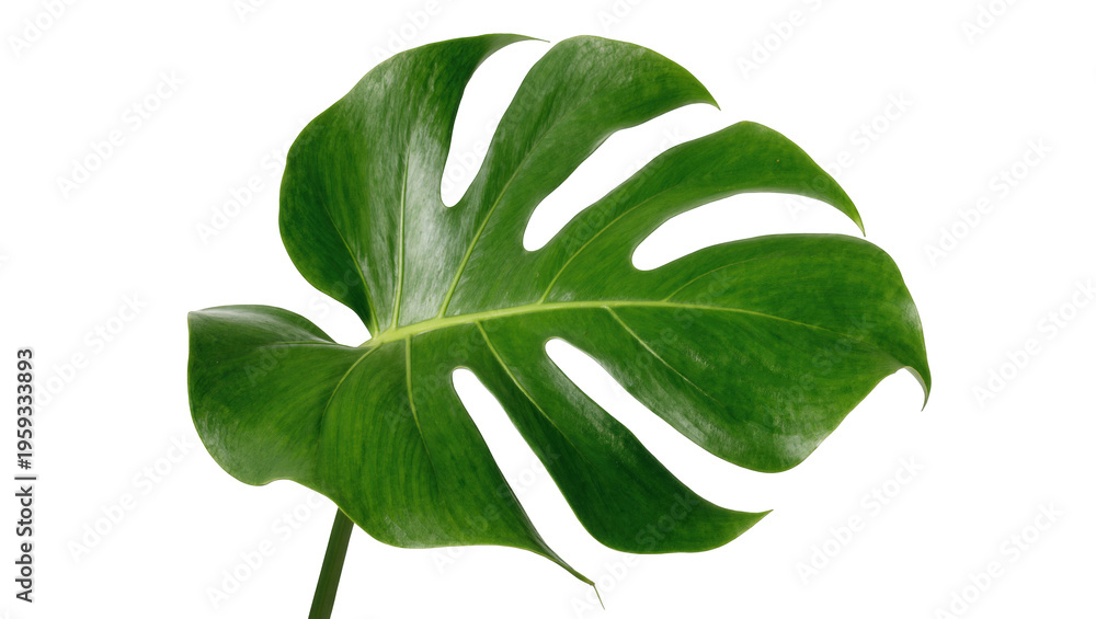 Obraz premium Beautiful large green Monstera deliciosa leaf with characteristic cuts and glossy texture