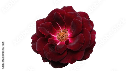 Bild auf Leinwand Vibrant deep red rose flower in full bloom showing its striking golden yellow ce