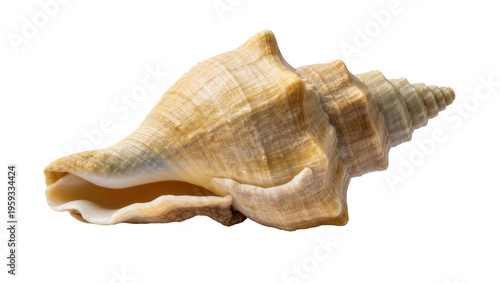 Картината върху платно Large natural beige marine conch shell, a beautiful textured ocean keepsake stud