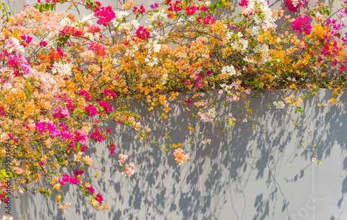 bougainvillea flowers in wall of garden