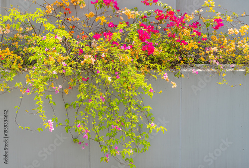 bougainvillea flowers in wall of garden