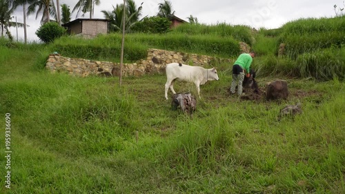 A man transferring a white cow to another place near