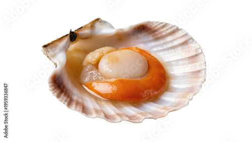 Delicious fresh raw sea scallop with delicate adductor muscle and vibrant roe in natural shell