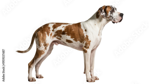 Cuadro en lienzo Regal Great Dane adult dog standing elegantly, highlighting its distinctive brow