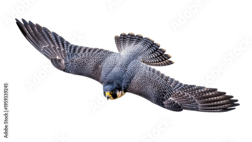 Foto Fast flying peregrine falcon in powerful hunting dive with majestic wings spread