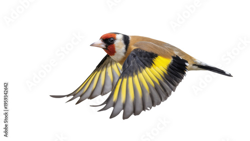 European Goldfinch with vibrant plumage soaring gracefully in a powerful dynamic flight.