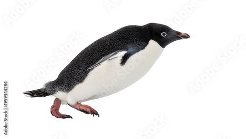 Tableau sur toile Cute Adelie penguin waddling with characteristic black and white plumage in stud