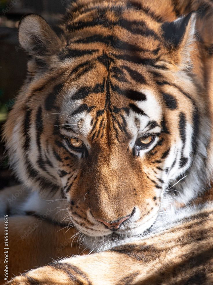 Obraz premium portrait of a tiger