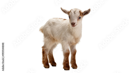 Foto Cute and fluffy baby goat with delicate horns, standing playfully on its own