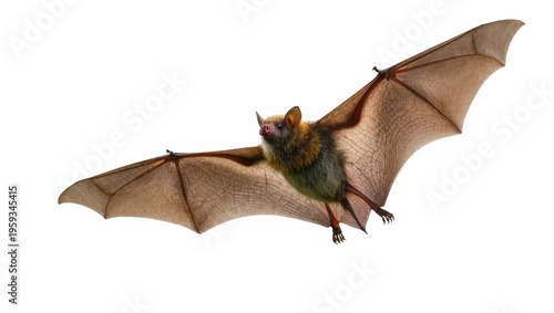 Canvastavla Common bat flying with impressive wide wingspan, displaying its furry body and d