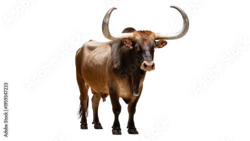 Photos Majestic brown bull with impressive curved horns standing prominently and lookin