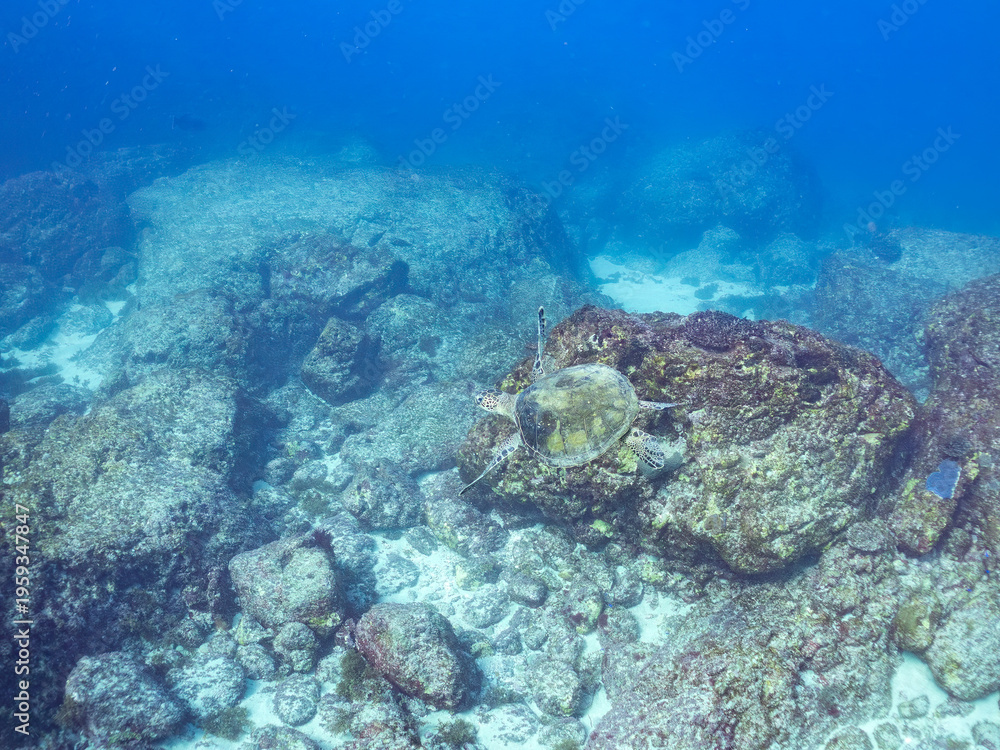 Obraz premium アオウミガメ, ウミガメ科, 英名学名：Green Turtle, Green Sea Turtle, Chelonia mydas, 東京都伊豆諸島式根島-2025 式根島は東京都心から南へ160km。 外周12kmの小さな有人島。 温かい黒潮が当たり水温と水質が高い。 また、リアス式の入り組んだ入り江が多く、海水浴や釣りが盛ん。 温泉島としても有名。海際に多くの無料露天風呂がある。 