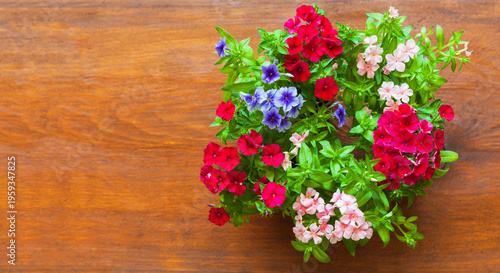 Fresh flower seedlings of colorful phloxes (Lat. Phlox) placed in circle on wooden table before planting in garden on May day. Spring gardening concept. Growing flowers as hobby. Copy space, flat lay