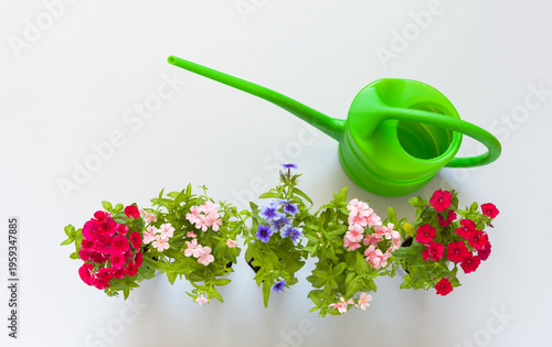 Row of colorful phlox flowers seedlings in plastic pots on light table near green watering can. Spring gardening concept. Growing flowers as a hobby. Top view, copy space, close-up, flat lay