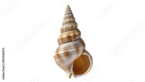 Tableau sur toile Elegant beige and white spiral conch shell showcasing natural marine beauty and