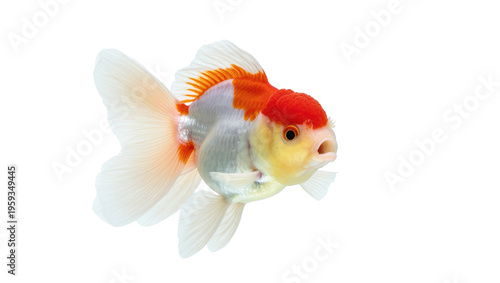 Tableau sur toile Vibrant red cap ranchu goldfish swimming gracefully with elegant fins and open m