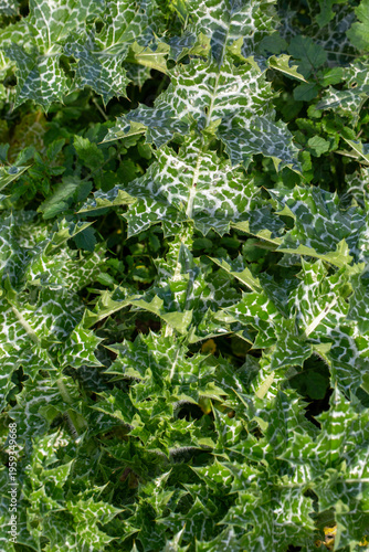 Milk Thistle Leaves (Silybu...