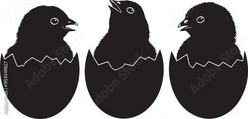 Hatching chicks, black silhouettes, emerging birds, egg breaking, newborn chicks isolated on Transparent Background