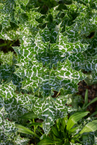Milk Thistle Leaves (Silybu...