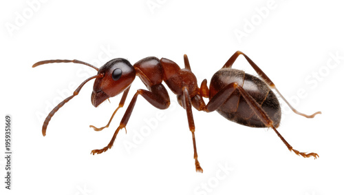 Detailed studio shot of a reddish-brown ant, a common insect pest often found in homes