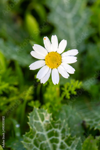 Single White Daisy Flower (...