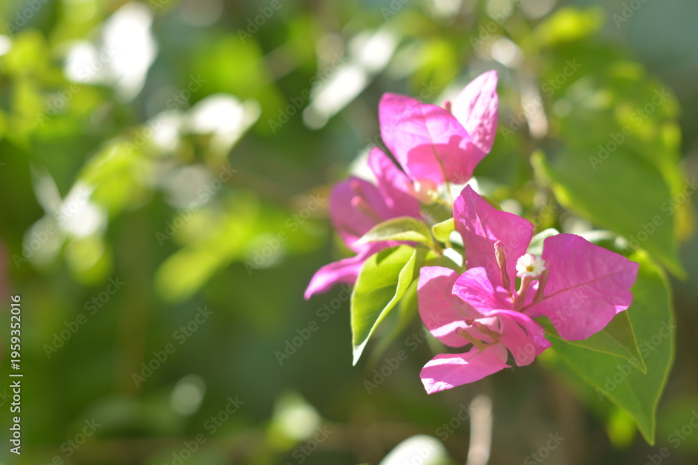 Obraz premium Bougainvillea flowers in tropical sunlight