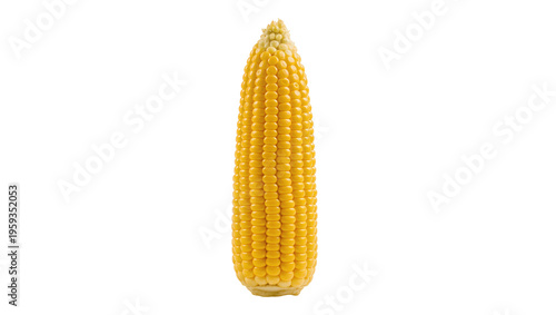 Obraz na plátne Freshly picked vibrant yellow corn on the cob, a healthy and nutritious vegetabl