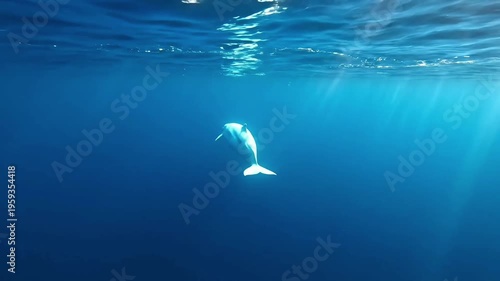 Majestic beluga whale swimming in deep blue ocean water with sunbeams filtering through the surface, peaceful underwater wildlife and nature scene.