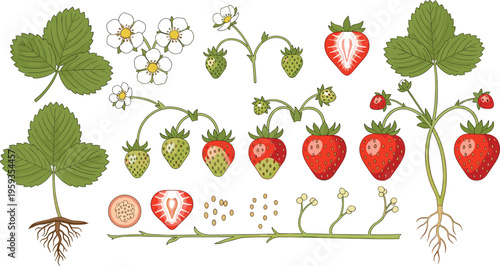Strawberry plant growth stages vector set with roots leaves flowers and fruits botanical lifecycle illustration collection in detailed hand drawn style