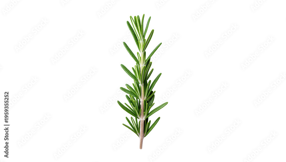 Fototapeta premium Fresh vibrant green rosemary sprig with needle-like leaves, an aromatic culinary herb