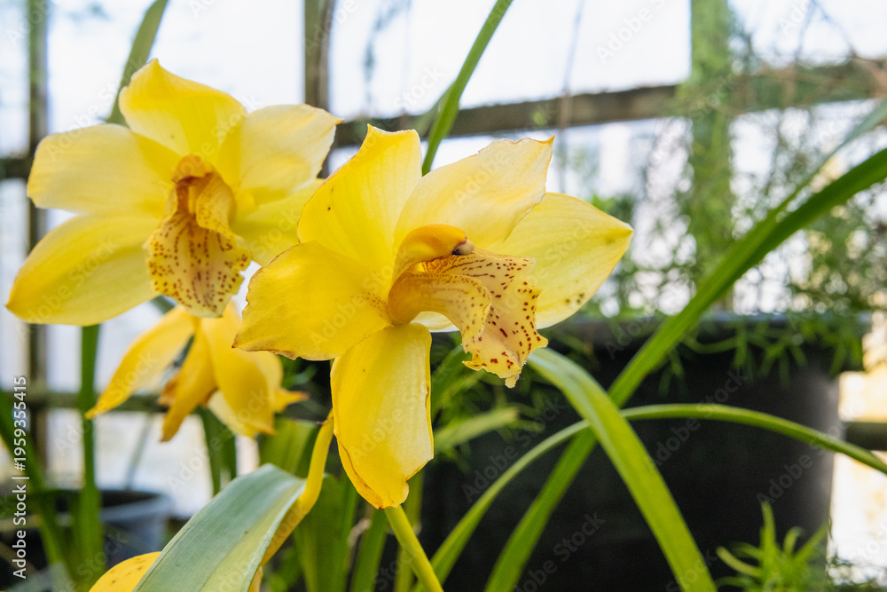 Fototapeta premium Tropical orchid species growing in greenhouse environment representing exotic flora and biodiversity.