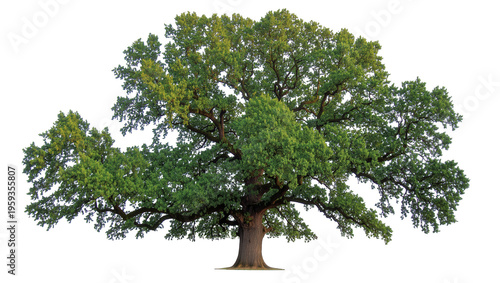 Cuadro en lienzo Majestic deciduous oak tree with lush green foliage, a symbol of strength and na