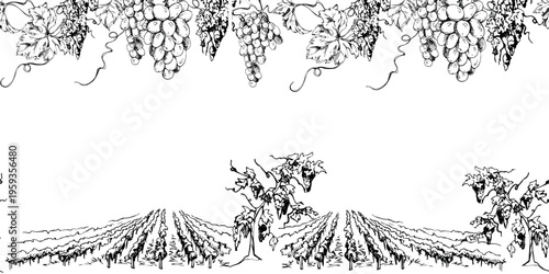 Vineyard vista landscape seamless banner with grapevine rows in perspective, closeup of hanging leafy ripe grape clusters. Hand drawn ink vector illustration. Rustic winery visuals, menus, wrapping