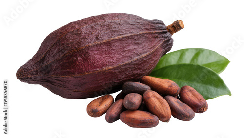 Obraz na płótnie Whole ripe cocoa pod fruit with raw cocoa beans and fresh green leaves for choco
