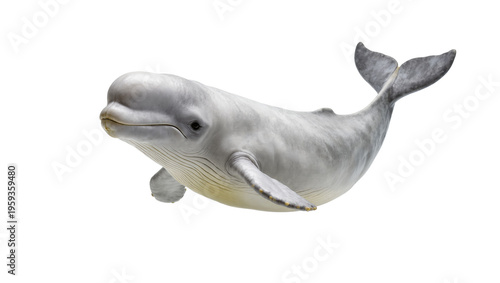 Valokuva Majestic beluga whale gracefully swimming, showcasing its smooth skin and unique