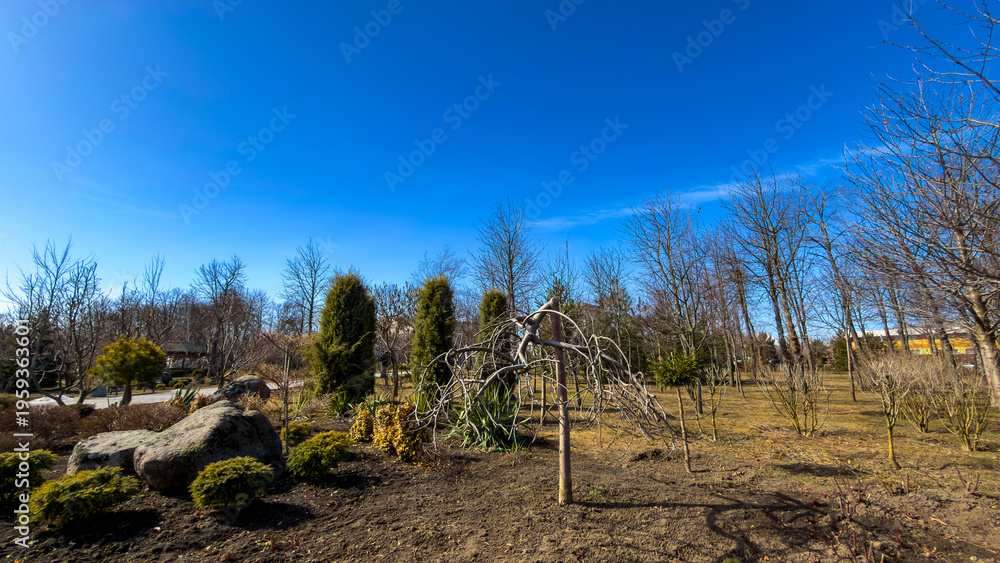 Fototapeta premium Trees and rocks in a bare garden area. A garden with bare trees and rocks is shown under a clear blue sky. It is early spring and not many plants have bloomed.