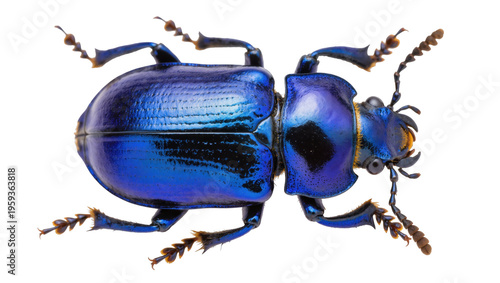 Fotografi Magnificent metallic blue beetle with vibrant iridescent shell captured in detai