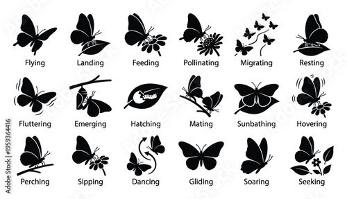 Comprehensive set of butterfly action and life cycle silhouettes, including flying, landing, feeding, emerging, and hatching, perfect for educational content and naturethemed graphic