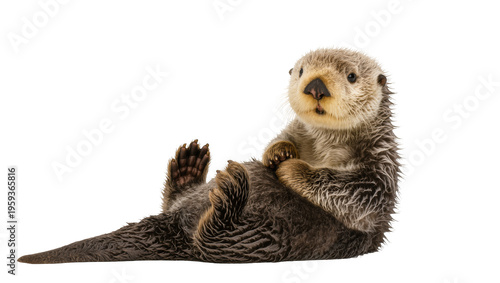 Photos Adorable sea otter floating on its back, showcasing its playful and curious natu