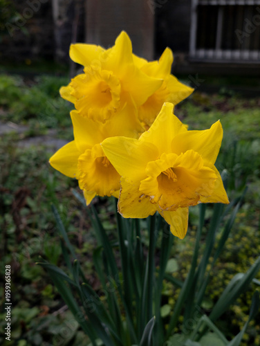 Narcissus 'Golden King Alfred' Daffodil - Edinburgh, Scotland, United Kingdom