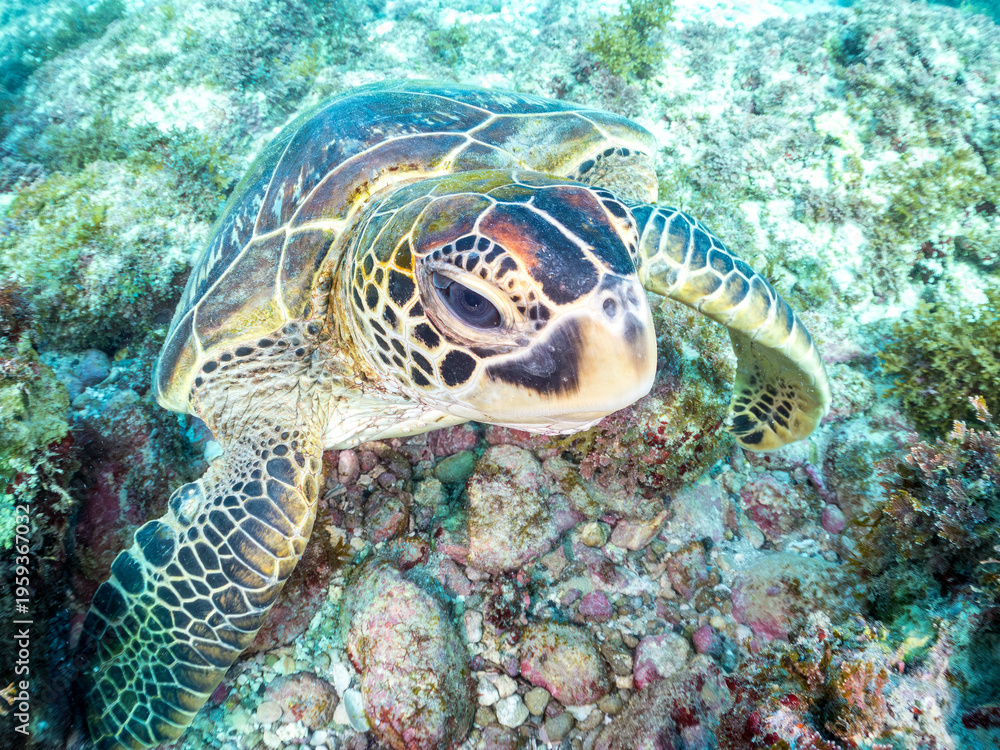 Obraz premium アオウミガメ, ウミガメ科, 英名学名：Green Turtle, Green Sea Turtle, Chelonia mydas, 東京都伊豆諸島式根島-2025 式根島は東京都心から南へ160km。 外周12kmの小さな有人島。 温かい黒潮が当たり水温と水質が高い。 また、リアス式の入り組んだ入り江が多く、海水浴や釣りが盛ん。 温泉島としても有名。海際に多くの無料露天風呂がある。 