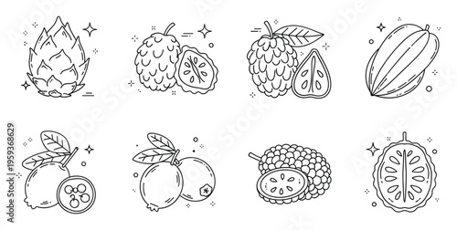 Vibrant collection of exotic tropical fruit line drawings perfect for healthy lifestyle food product packaging and natural ingredient menu designs