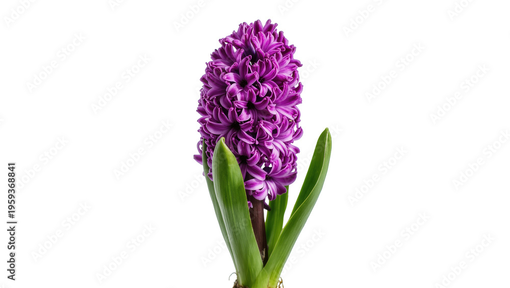 Obraz premium Exquisite purple hyacinth flower in full bloom with vibrant green foliage for springtime