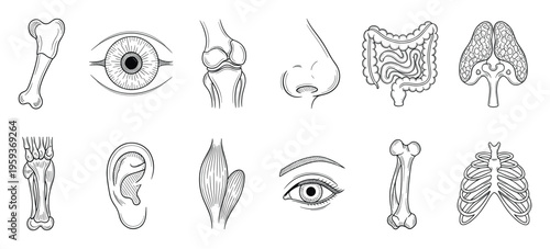 Hand drawn human body parts sketch collection depicting internal organs bones and sensory system useful for medical school textbooks and health related diagrams