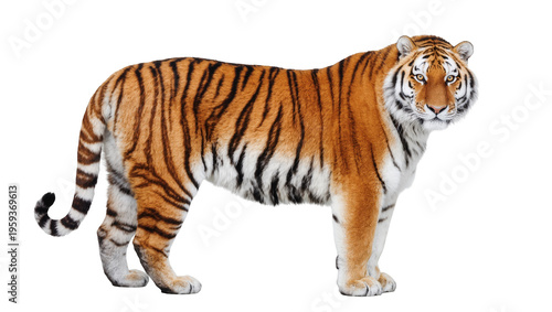 Canvas Print Majestic adult Amur tiger standing with piercing eyes looking directly at the vi