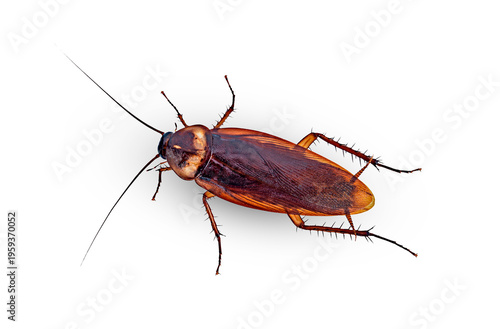 top view brown cochroach on a white,isolated