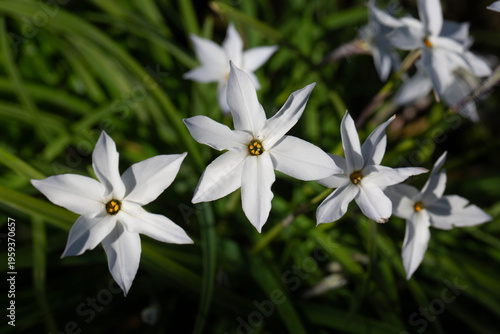 Spring Starflower (Ipheion ...